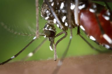 Remedios naturales para la chikungunya, incluyendo sueros de vitamina C y homeopatía en tratamiento naturopático.